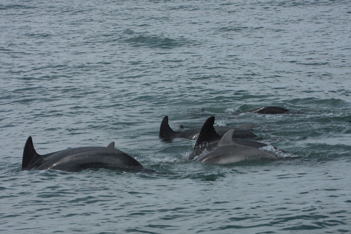 marine mammals
